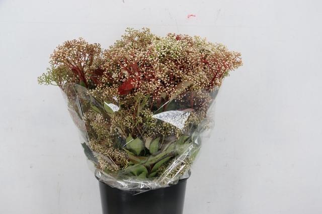 <h4>PHOTINIA RED ROBIN BLOEI 300GR</h4>