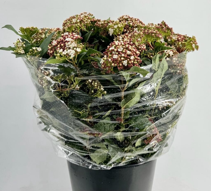 <h4>Viburnum Blooming White P Bunch</h4>