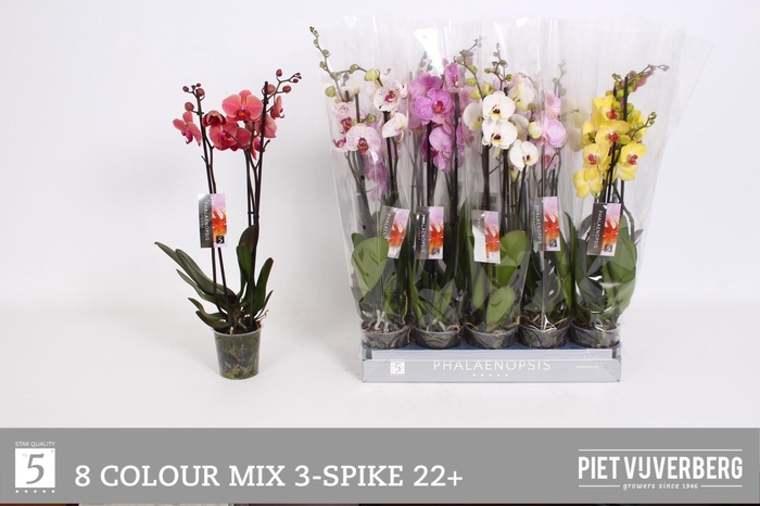 <h4>PHAL GEM 8 KL</h4>