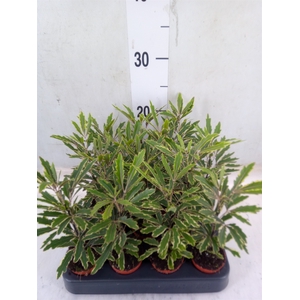 Dizygotheca eleg. 'Bianca'