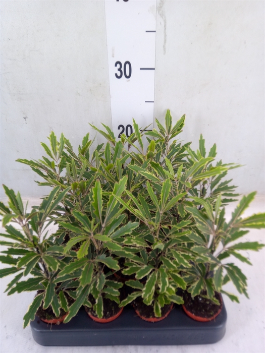 <h4>Dizygotheca eleg. 'Bianca'</h4>