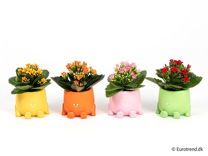 <h4>KALANCHOE BLOSSFELDIANA 'MINI'</h4>