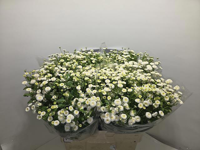 <h4>TANA PA RIO</h4>