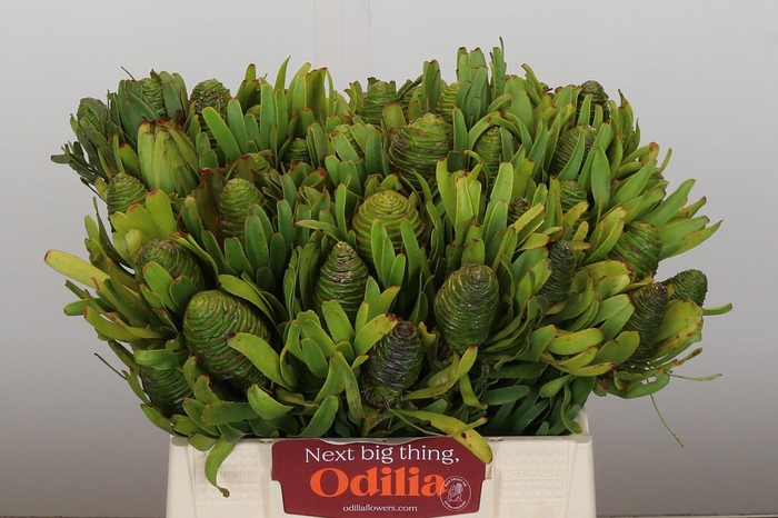 <h4>Kaaps Groen Platystar</h4>