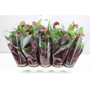 Anth An Black Love A2