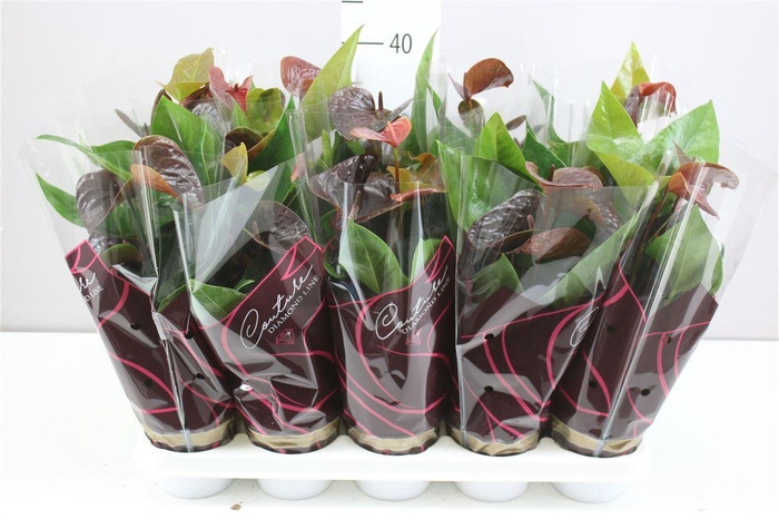 <h4>Anth An Black Love</h4>