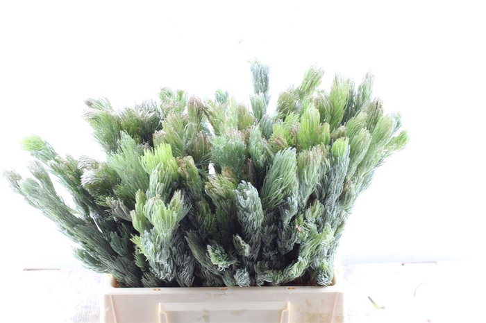 <h4>Kaaps Adenanthos</h4>