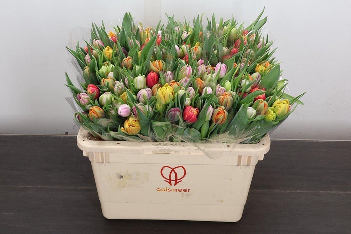 <h4>Tu Du Gemengd</h4>