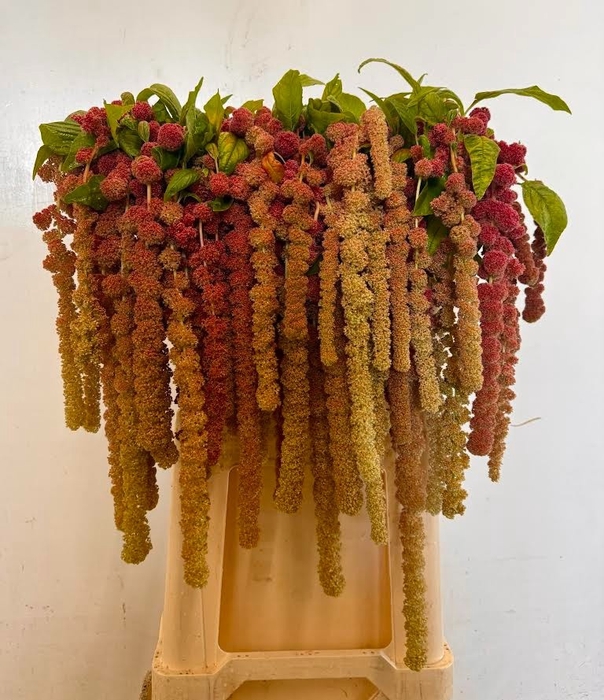 <h4>AMAR CA CORAL FOUNTA</h4>