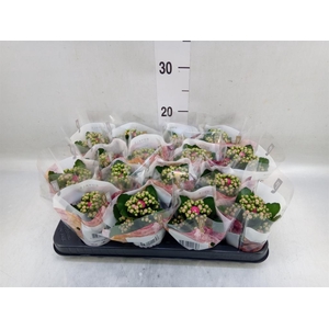 Kalanchoe blos. 'RosDon Nando'