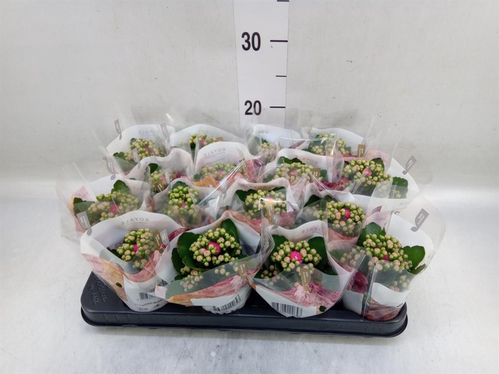 <h4>Kalanchoe blos. 'RosDon Nando'</h4>