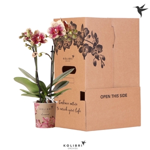 Kolibri Orchids Phalaenopsis Diamond 2 spikee no sleeve