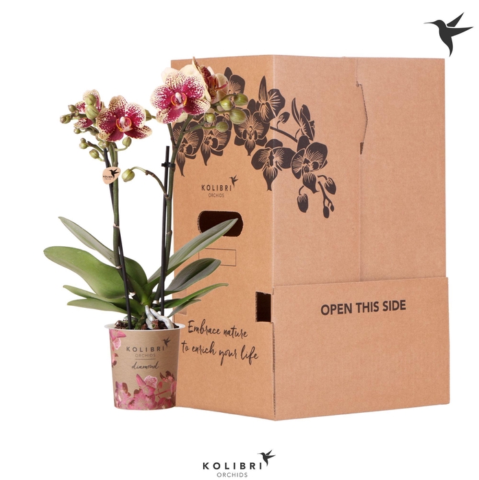 <h4>Kolibri Orchids Phalaenopsis Diamond 2 spikee no sleeve</h4>