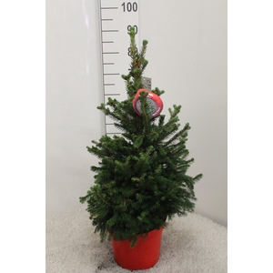 Picea abies 'Will's Zwerg'