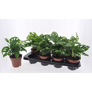 MONSTERA ADANSONII