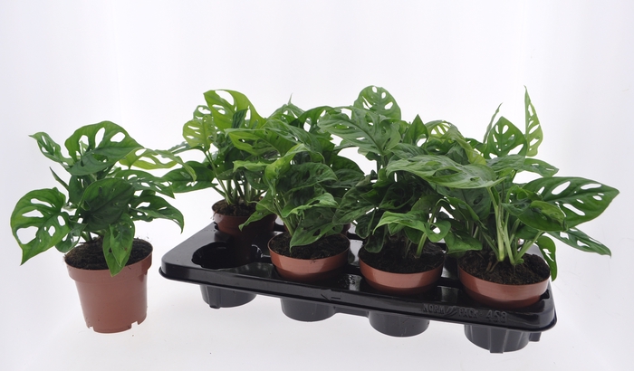 <h4>MONSTERA ADANSONII</h4>