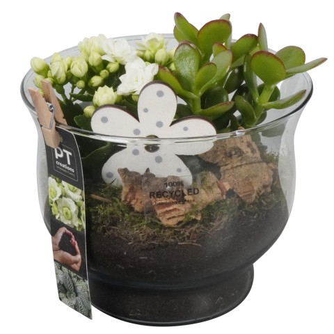 <h4>PTIG6855 Arrangementen kamerplanten</h4>