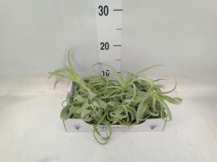 <h4>Tillandsia</h4>