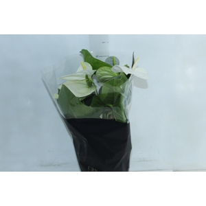 ANTHURIUM ALASKA P17 PREMIUM