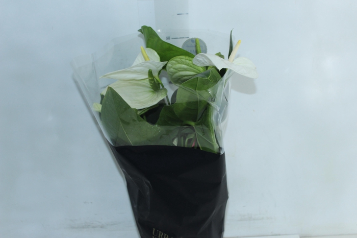 <h4>ANTHURIUM ALASKA P17 PREMIUM</h4>