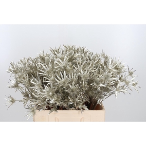 Eryn Orion Kl Bh Platina