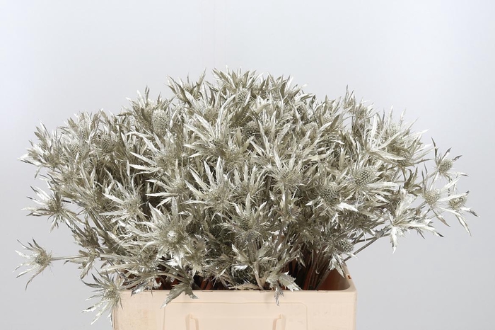 <h4>Eryn Orion Kl Bh Platina</h4>