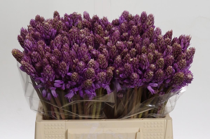 <h4>Scilla Roze</h4>