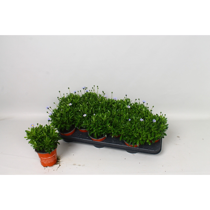 <h4>FELI AM FELICIT BLUE</h4>