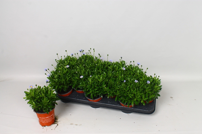 FELI AM FELICIT BLUE