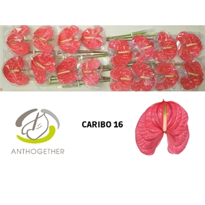 Anthurium caribo