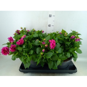 Dahlia DE 'Labella Medio dp Pink'