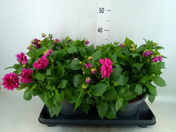 <h4>Dahlia DE 'Labella Medio dp Pink'</h4>