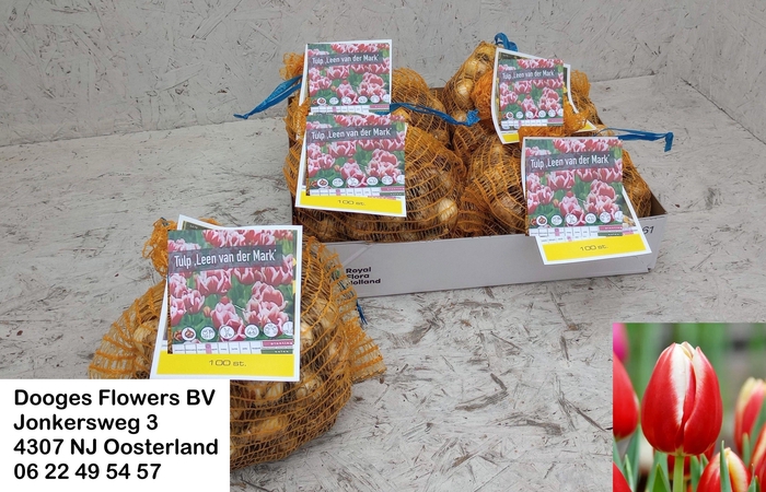 <h4>BLOEMBOL TULIPA</h4>