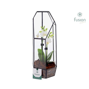 Arrangementen Phalaenopsis mt H%