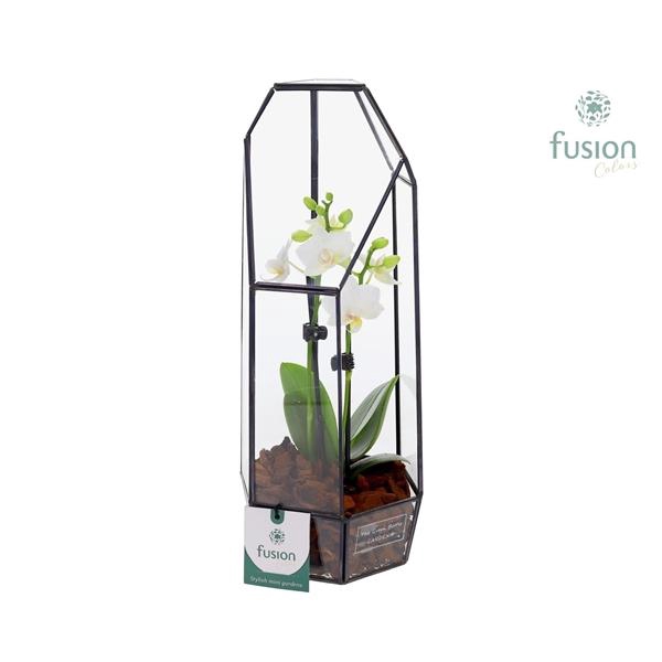 <h4>Arrangementen Phalaenopsis mt H%</h4>