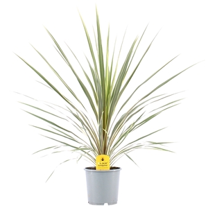 Cordyline Australis Variegata - 21cm