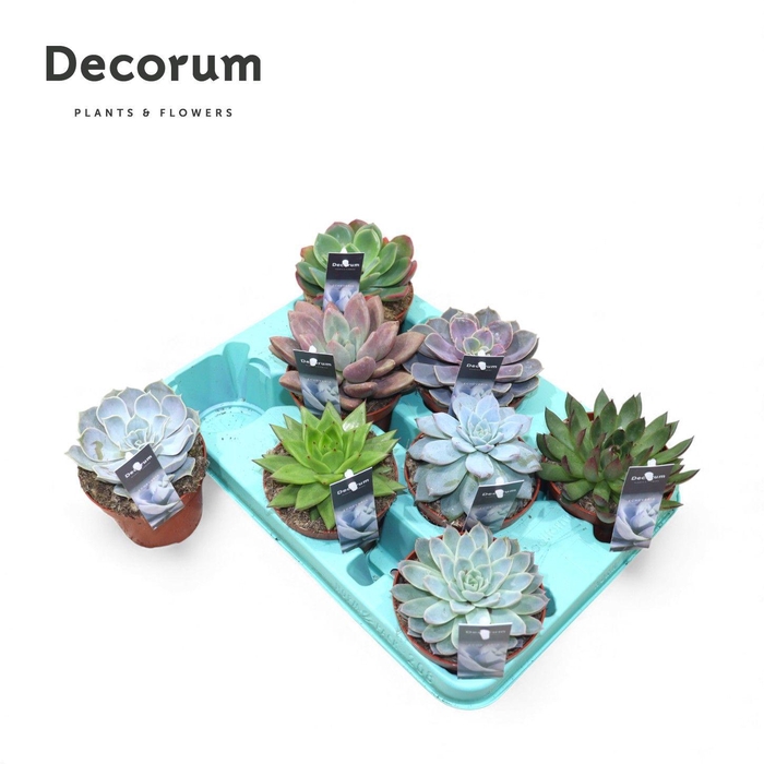 <h4>Echeveria Mix (8spc.) (decorum)</h4>