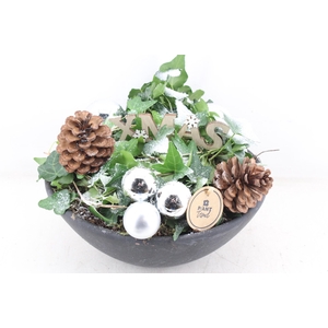 arr2 PL - Ker. ebbi. hedera zilver