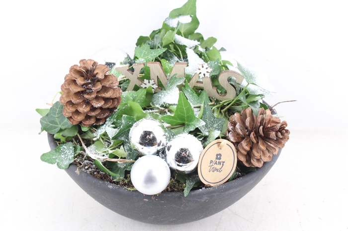 <h4>arr2 PL - Ker. ebbi. hedera zilver</h4>