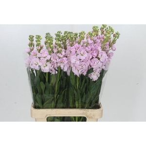 Matthiola Iron Cherry Blossom
