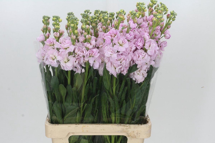 <h4>Matthiola Iron Cherry Blossom</h4>
