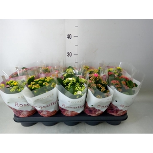 Kalanchoe blos. 'RoyalDon'   ..mix