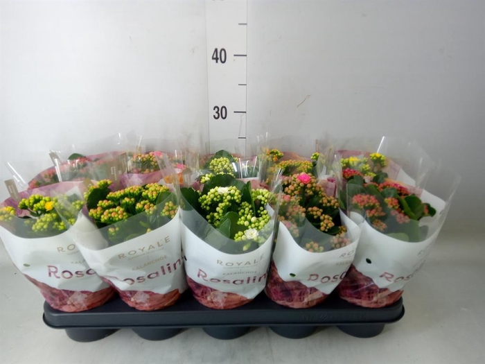 <h4>Kalanchoe blos. 'RoyalDon'   ..mix</h4>