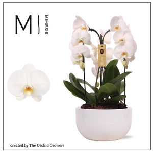 Mimesis Phal. Arrangement Crown White - 3 spike 26cm in Saskia White ceramic