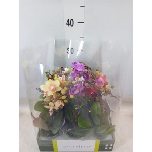 Phalaenopsis multi.   ...mix  5