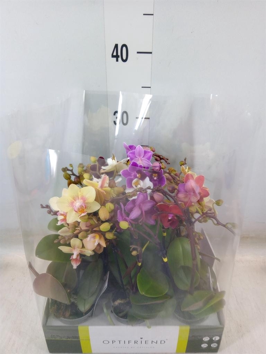 <h4>Phalaenopsis multi.   ...mix  5</h4>