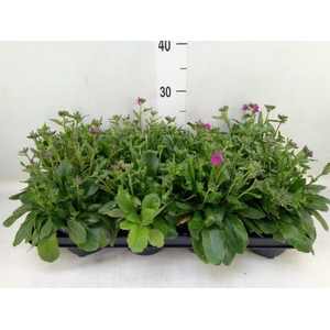 Arabis blepharophylla 'Fruhlingsza'