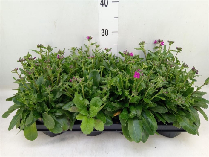 <h4>Arabis blepharophylla 'Fruhlingsza'</h4>