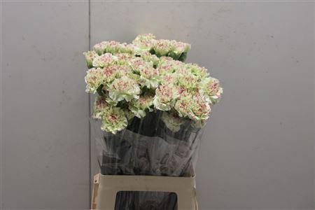 <h4>Di St Artemis</h4>