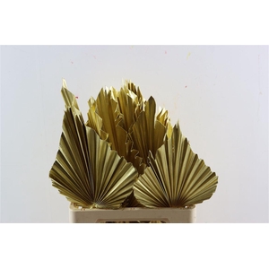 Dried Palm Spear Xl Gold Ppc
